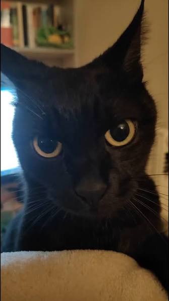 Wee Wee cat